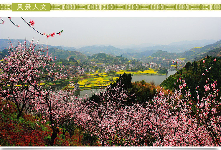 农家自产 【扶贫助农】邮三湘 怀化麻阳 清香甜蜜野花山花百花土蜂农家百花土蜂蜜500g装