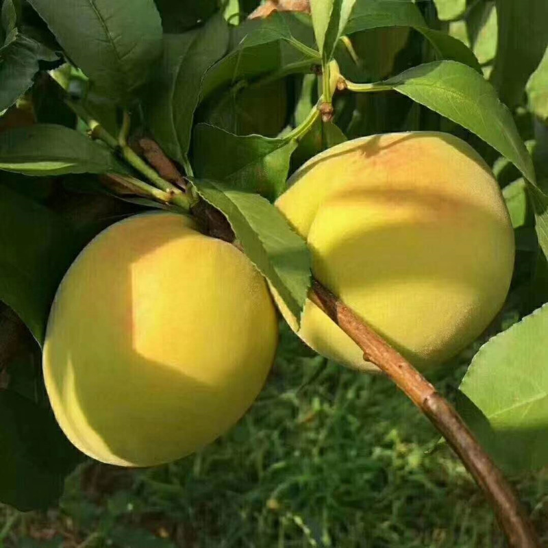 怀化麻阳 湖南特产黄桃水果包邮 新鲜黄桃超甜农家