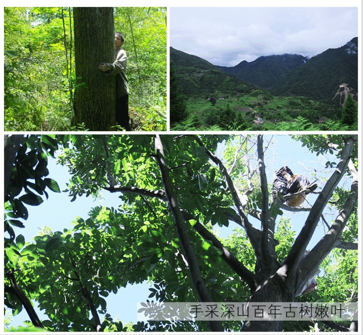 怡和园野生青钱柳茶 茶叶 绿茶 养生茶 金钱茶 青钱神茶 降糖降三高茶礼品茶 金钱柳 50g/袋包邮