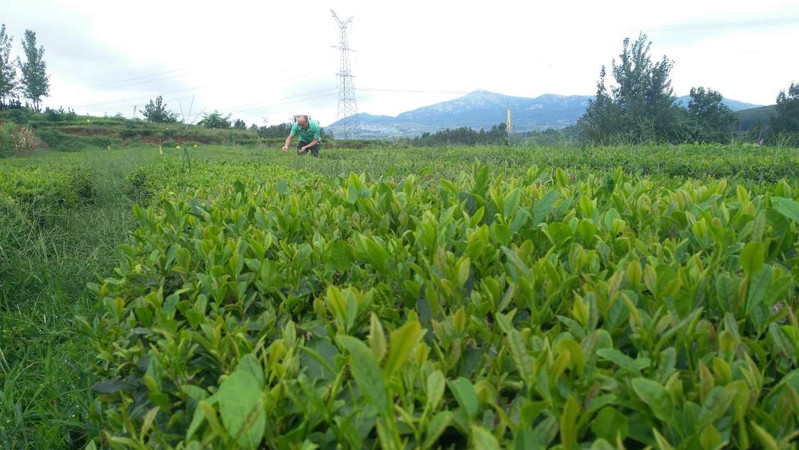 【日照馆】日照高品质绿茶部分省包邮-王三哥手揉茶250g礼盒一件