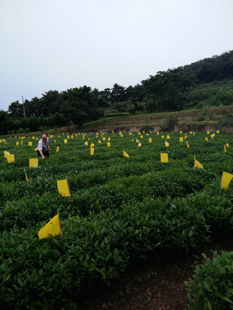 王三哥 日照绿茶38元部分省包邮，2019年新茶，王三哥茶厂直销！