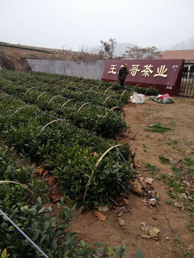 王三哥 日照绿茶38元部分省包邮，2019年新茶，王三哥茶厂直销！