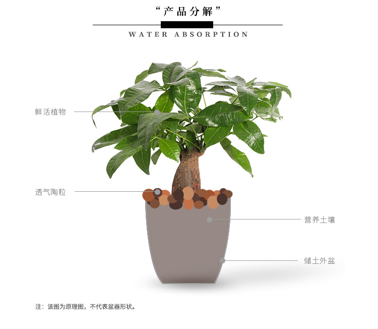 懒人园艺 发财树仿木桶大盆绿植净化空气绿色植物盆景办公室客厅绿植