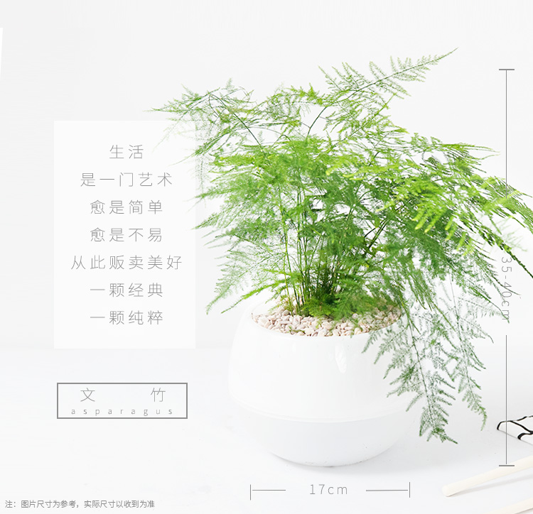 懒人园艺 文竹盆栽四季常青吸除甲醛植物室内植物净化空气绿植办公室内盆栽