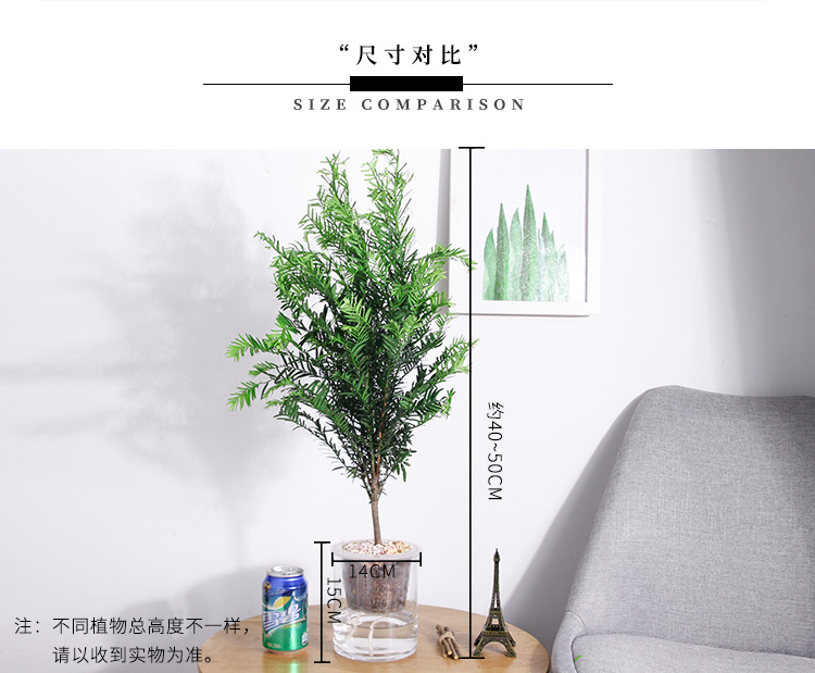 懒人园艺 红豆绿植盆景植物室内客厅盆栽办公室盆栽绿植水培植物吸除甲醛植物