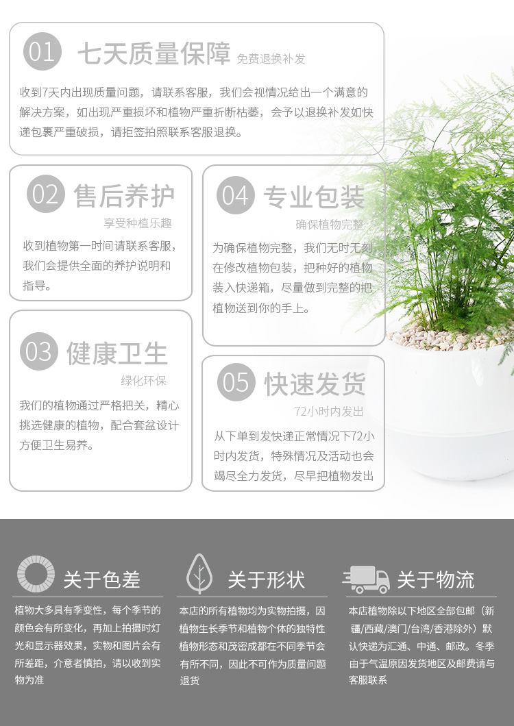 懒人园艺 文竹盆栽四季常青吸除甲醛植物室内植物净化空气绿植办公室内盆栽