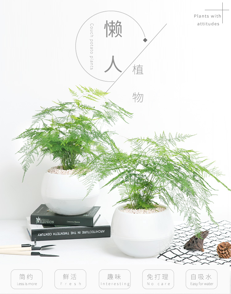 懒人园艺 文竹盆栽四季常青吸除甲醛植物室内植物净化空气绿植办公室内盆栽