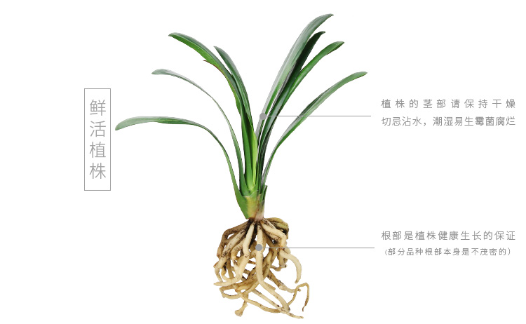 君子兰植物盆栽室内盆栽花卉玻璃花瓶水培植物办公室盆栽绿色植物