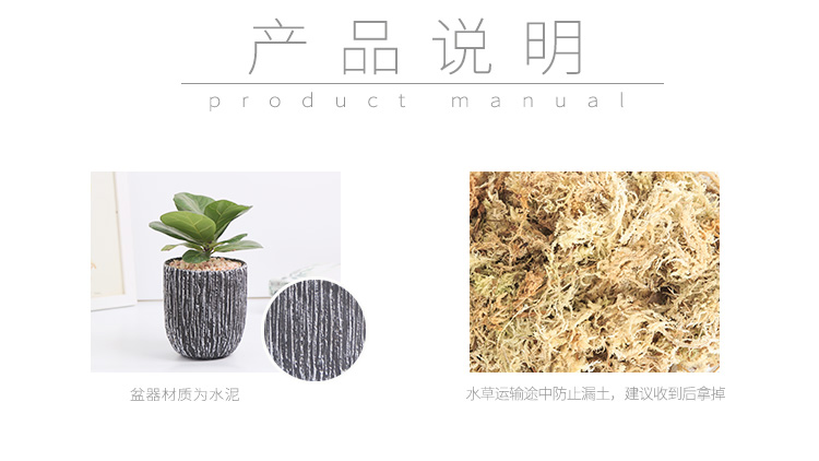 懒人园艺 金钱树虎皮兰绿植办公室内盆栽防辐射桌面盆景净化空气植物