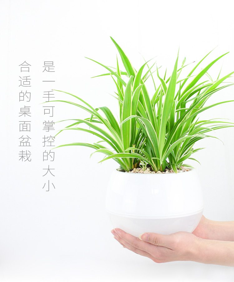 懒人园艺 吊兰盆栽室内植物净化空气绿植四季常青吸除甲醛植物办公室内盆栽