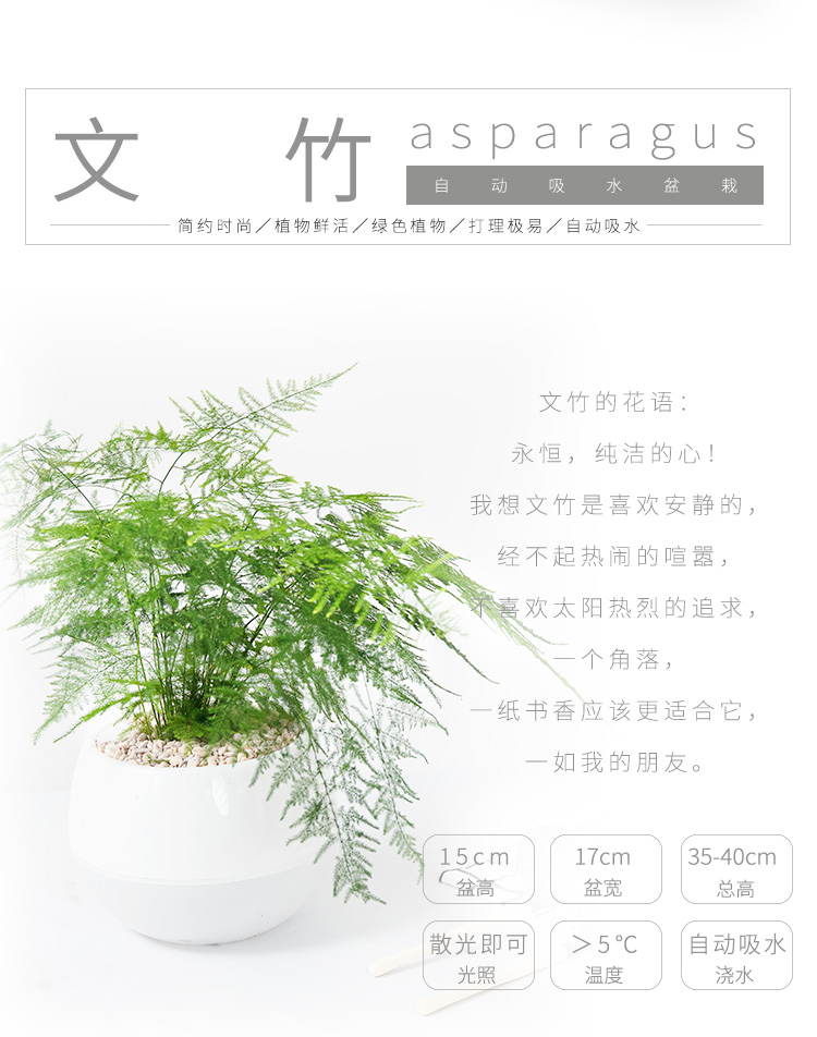 懒人园艺 文竹盆栽四季常青吸除甲醛植物室内植物净化空气绿植办公室内盆栽