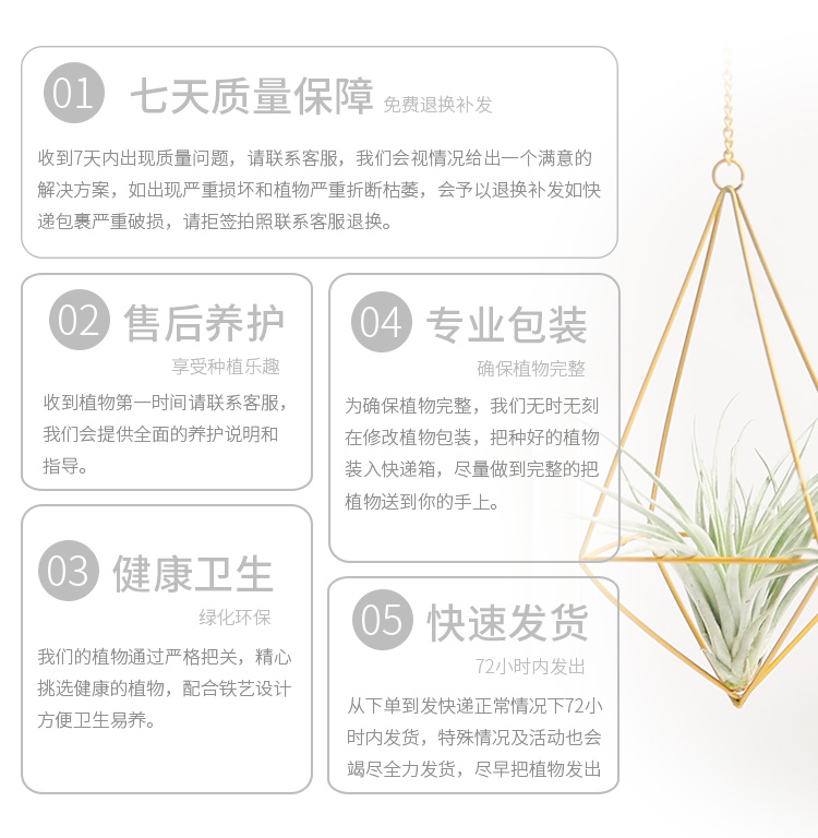 懒人园艺 空气凤梨 多棱吊饰特色底座 创意绿植 无土植物 净化空气创意挂饰