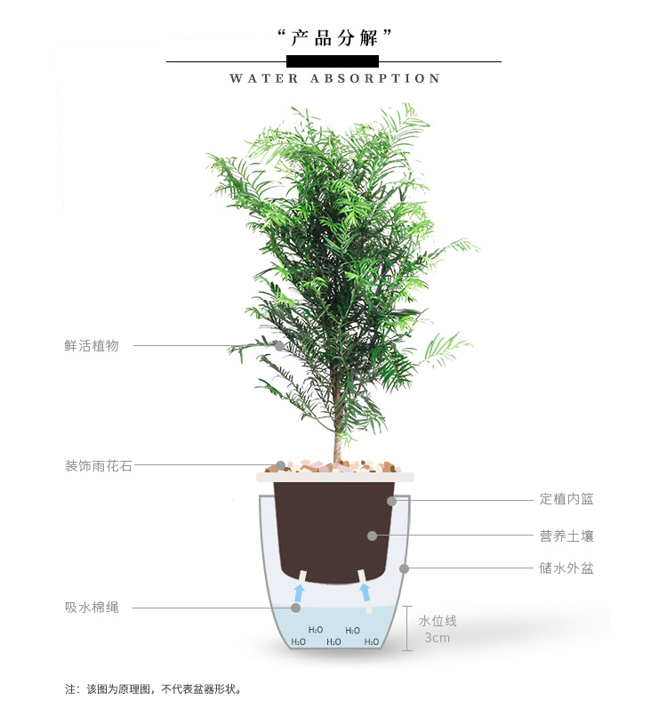 懒人园艺 红豆绿植盆景植物室内客厅盆栽办公室盆栽绿植水培植物吸除甲醛植物