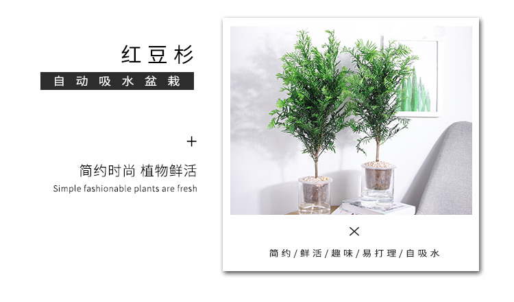 懒人园艺 红豆绿植盆景植物室内客厅盆栽办公室盆栽绿植水培植物吸除甲醛植物