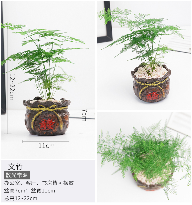 懒人园艺 虎皮兰发财树人参榕办公室桌面防辐射绿植花卉盆栽净化空气植物