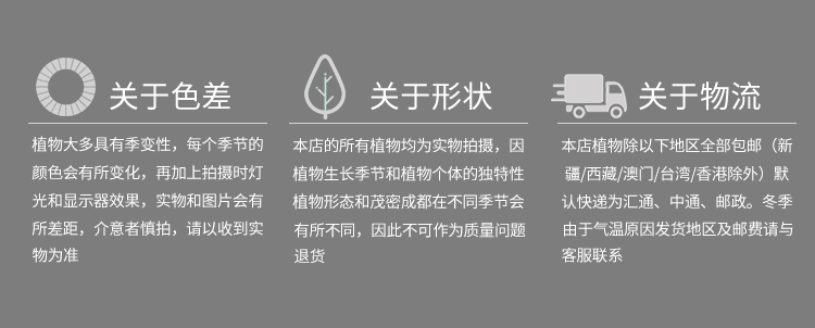 懒人园艺 绿萝椰树水培创意摆件文艺生日礼物办公室桌面现代小女孩铁艺摆件