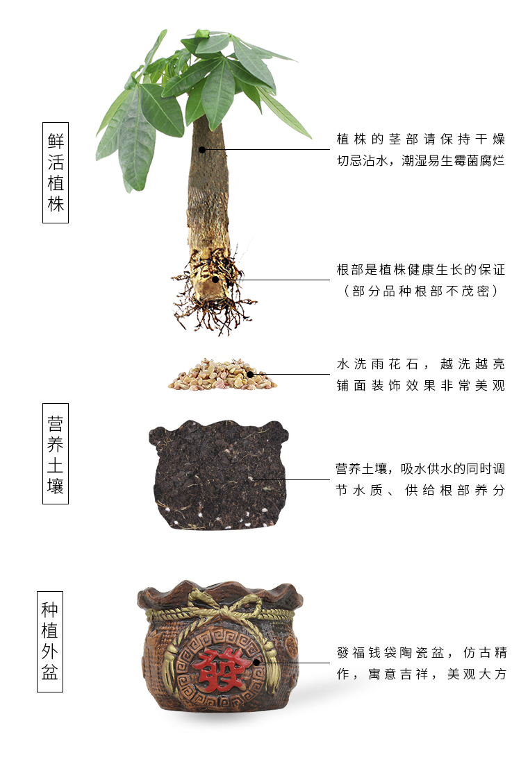 懒人园艺 发财树虎皮兰文竹椰树办公室桌面防辐射绿植花卉盆栽净化空气植物