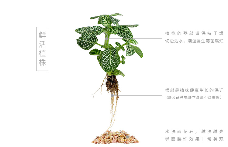 懒人园艺 网纹草盆栽植物办公室盆栽花卉室内盆景网纹草组合小盆栽水培植物