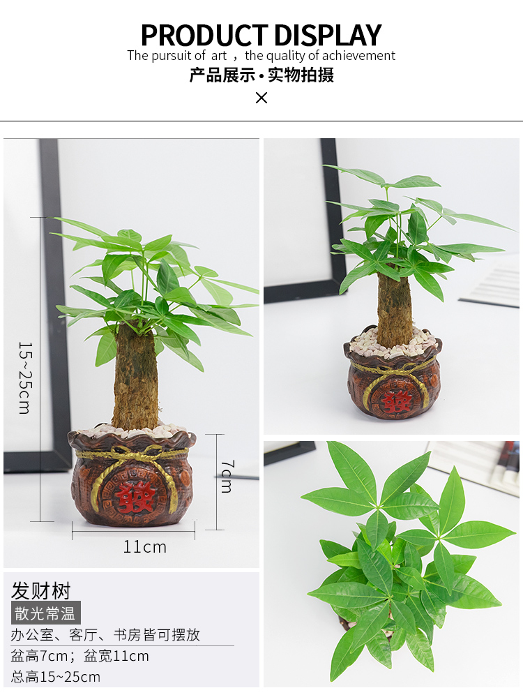 懒人园艺 发财树虎皮兰文竹椰树办公室桌面防辐射绿植花卉盆栽净化空气植物