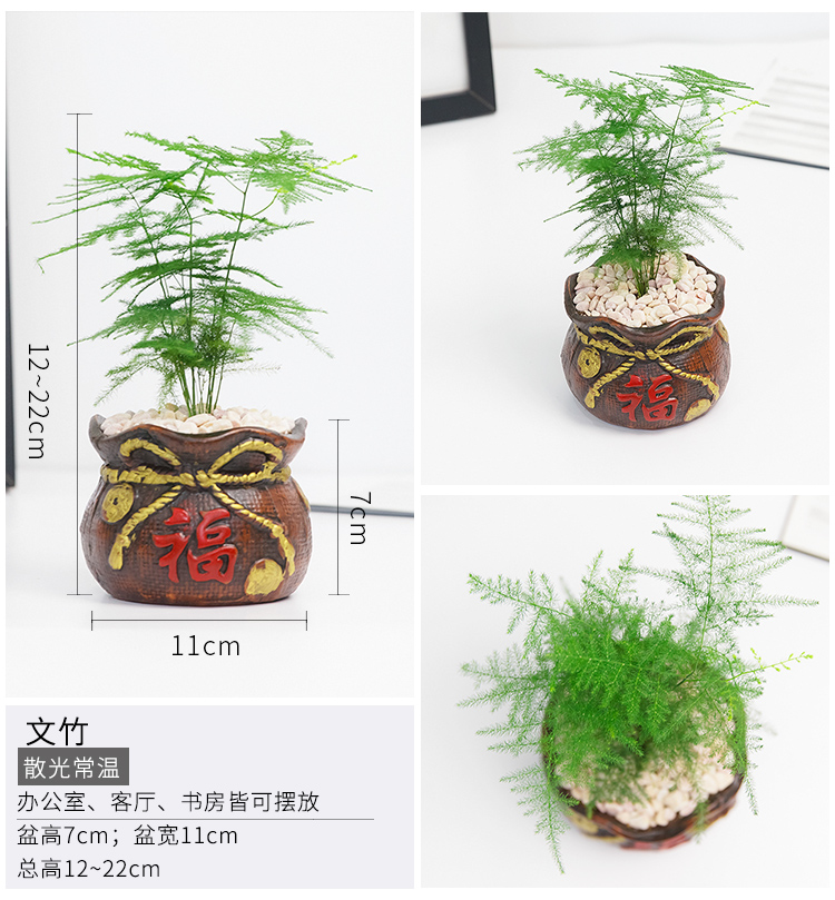 懒人园艺 虎皮兰发财树人参榕办公室桌面防辐射绿植花卉盆栽净化空气植物