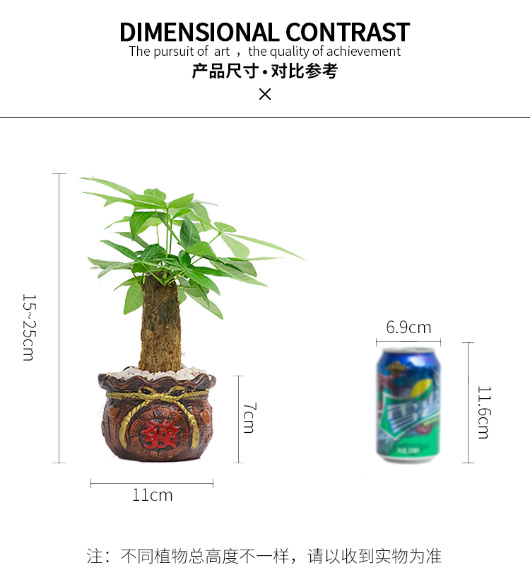 懒人园艺 发财树虎皮兰文竹椰树办公室桌面防辐射绿植花卉盆栽净化空气植物