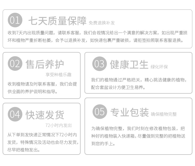 懒人园艺 龟背竹虎皮兰绿植花办公室盆栽防辐射室内净化空气榕树植物盆栽