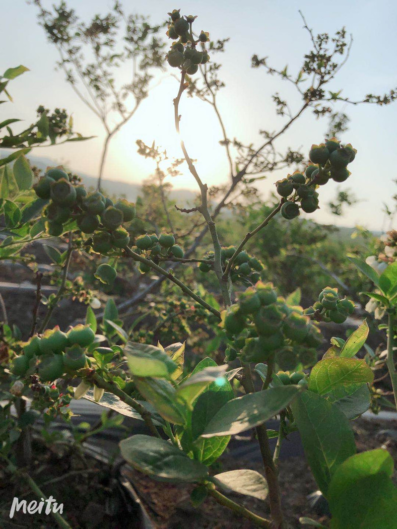 邮政惠农蓝莓东北夏日鲜果，蓝莓125g/盒*4盒/2盒装 绿色现摘第二斤半价（县域及以下不发货）