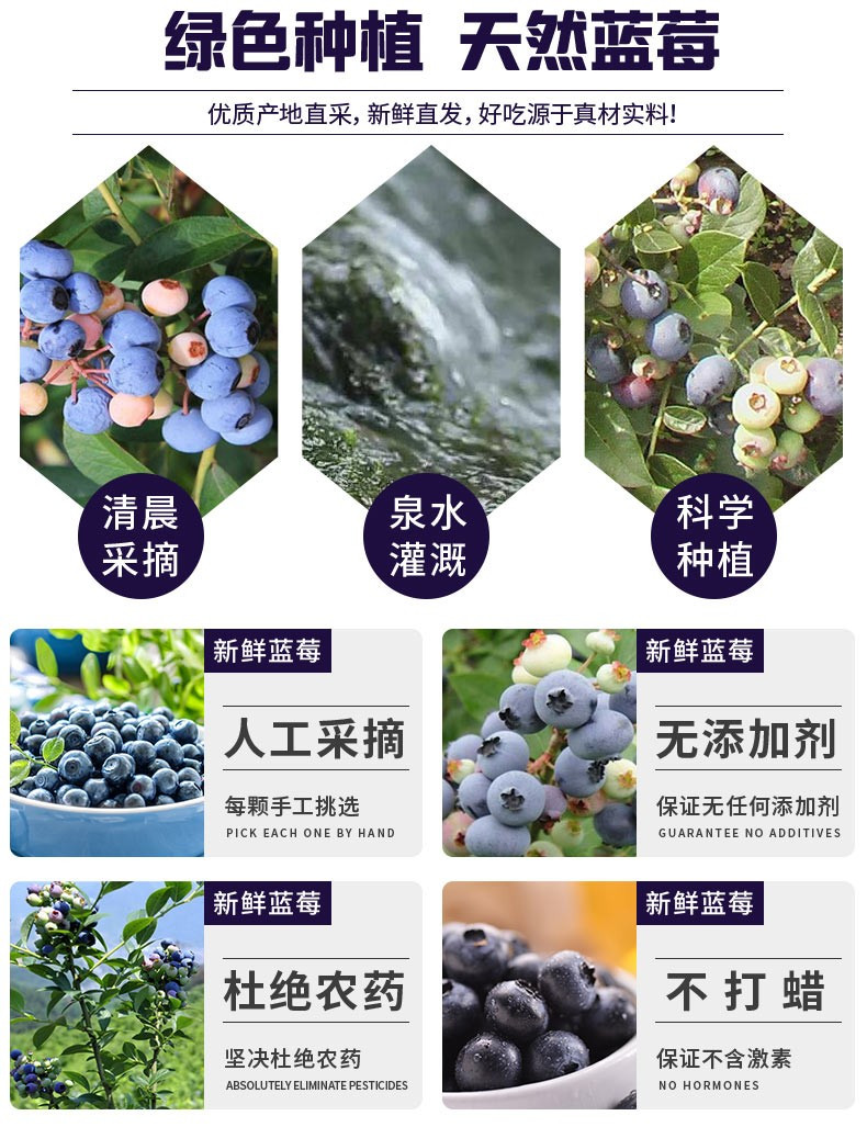 农家自产 长白山蓝莓15-18mm+（净重1斤/箱） （地沟蓝丰蓝莓）