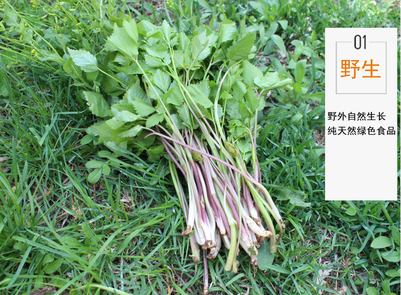 农家自产 山野菜大叶芹500g/箱（尝鲜装） （直播链接）