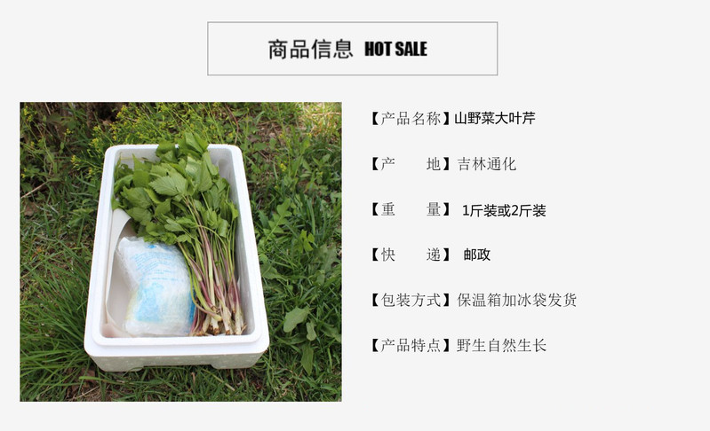 农家自产 山野菜大叶芹500g/箱（尝鲜装） （直播链接）