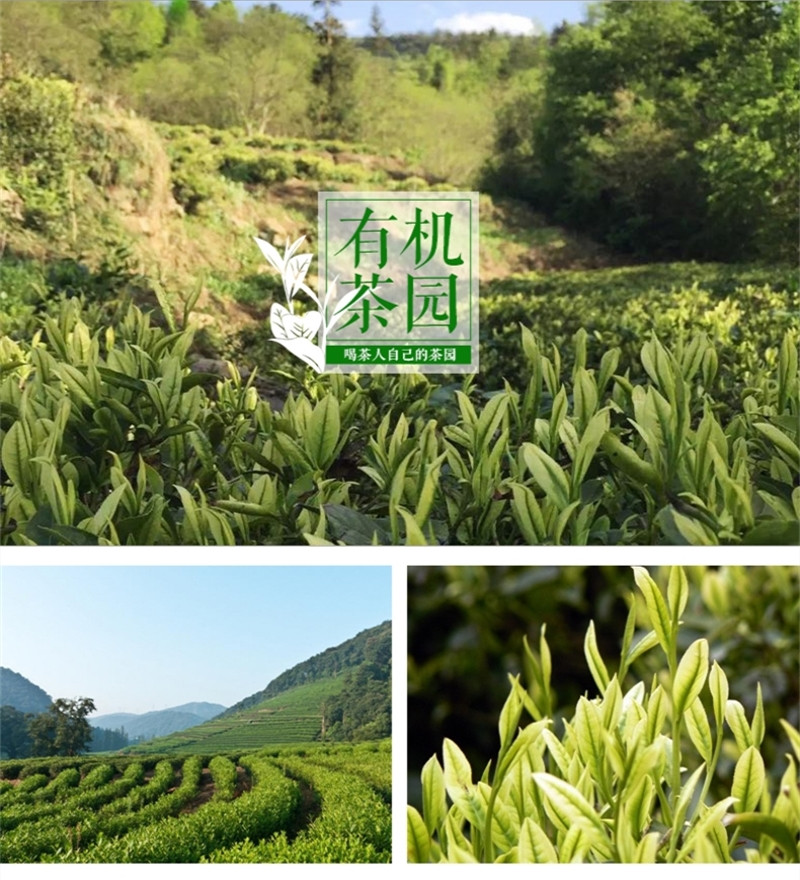 斑鹤 湖北鹤峰茶 恩施富硒茶黄金白茶礼盒装【250g】包邮