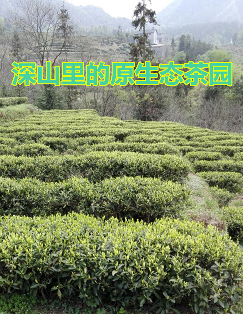 斑鹤绿茶恩施富硒茶鹤峰茶明前茶400g礼盒装280包邮