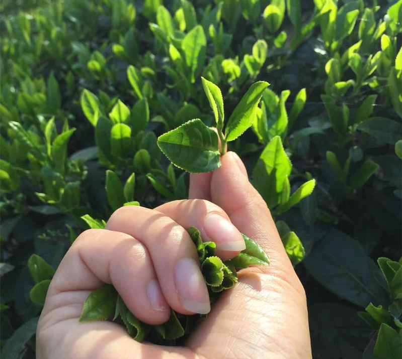 【斑鹤绿茶】恩施硒茶鹤峰茶斑鹤牌明前茶 特级级翠毫50克袋装5袋包邮