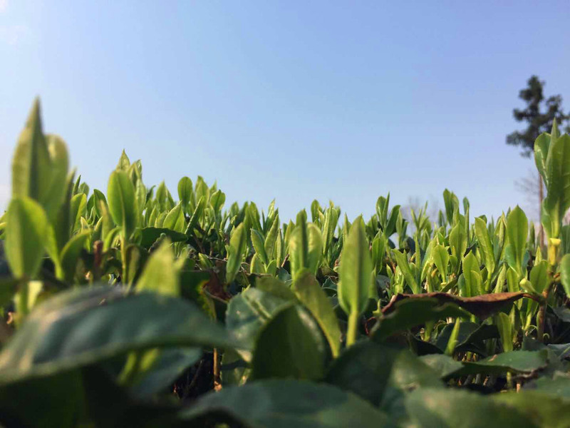 【斑鹤绿茶】恩施硒茶鹤峰茶斑鹤牌明前茶 特级级翠毫50克袋装5袋包邮