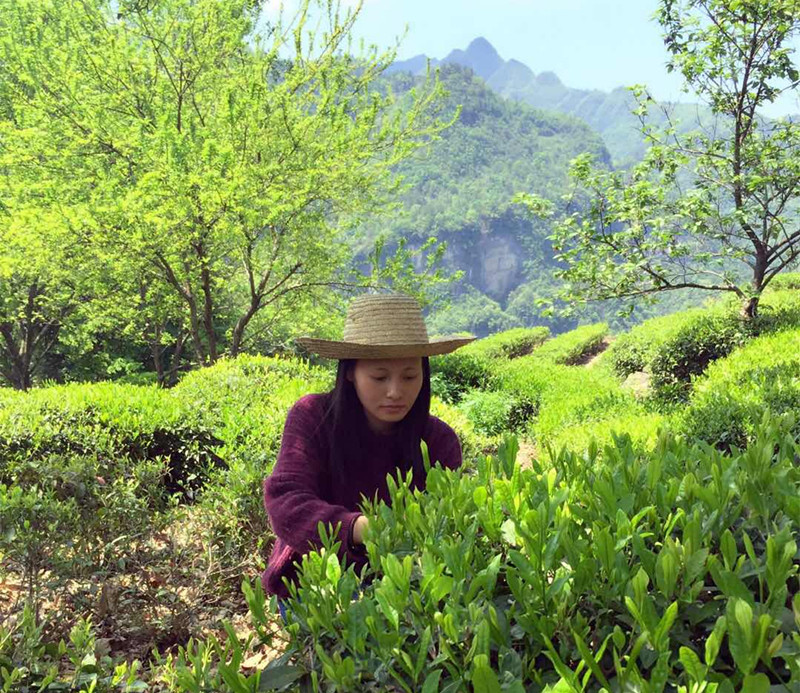 【斑鹤仙品】湖北恩施鹤峰茶硒茶雨前茶袋装250G包邮到家