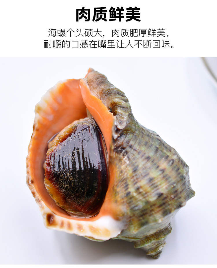 【威海馆】威海鲜活深海小海螺 每斤10个左右 肉肥鲜美 500g（部分省份包邮）