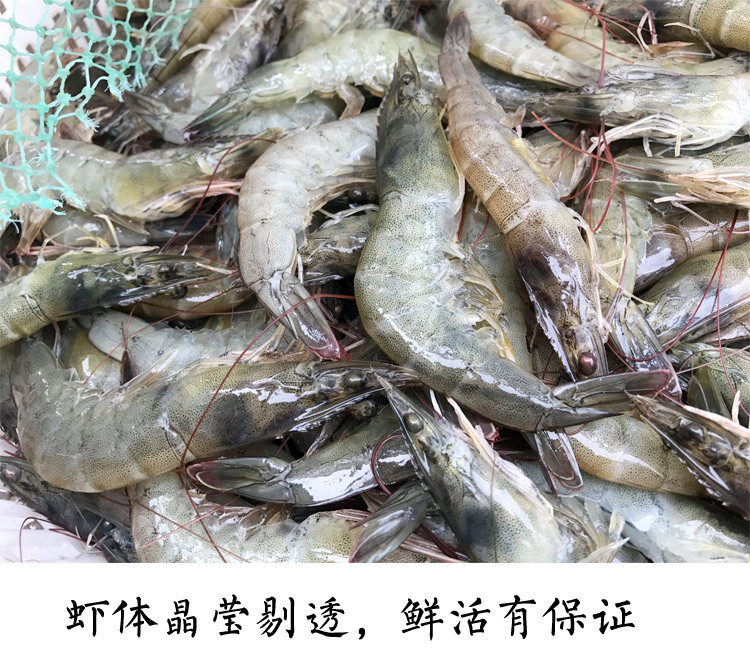 【威海馆】本地海捕大虾 鲜活水产 冷冻发货 新鲜对虾 500g（部分省份包邮）