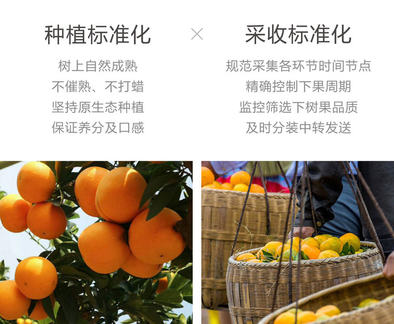 【湖南馆】邮政扶贫精品正宗麻阳冰糖橙5斤装长寿果原产地发货