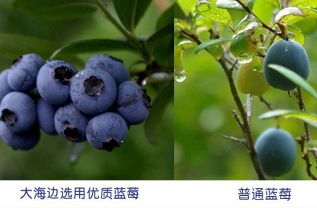 【邮选七台河直营】木耳之家蓝莓200g/袋