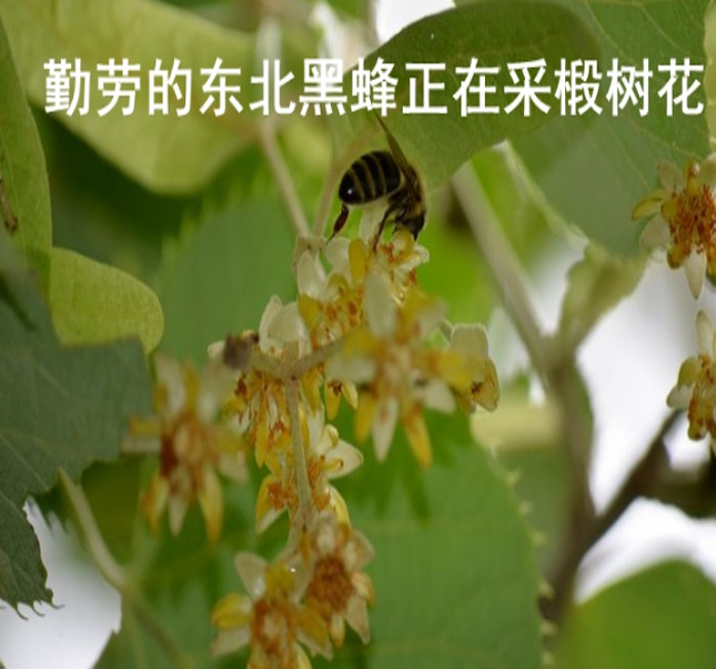 【邮选七台河直营】力之蜂 椴树蜂蜜1kg/瓶