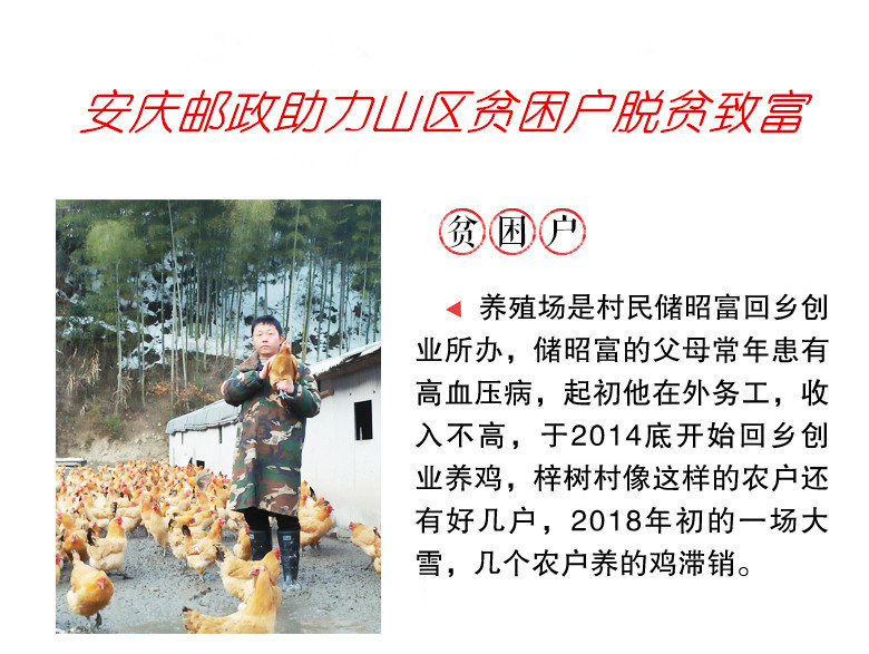 【安庆邮政·精准扶贫】岳西梓树村“农家土鸡”
