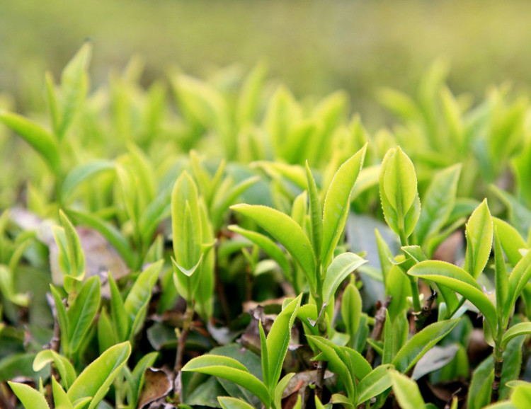 【御香茶业】绿芽一级绿茶纸罐装 250克*2瓶