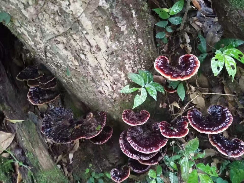 邮鲜生 广西灵川海洋高山灵芝切片灵芝