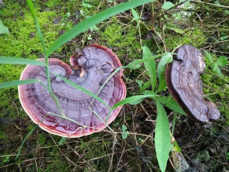 邮鲜生 广西灵川海洋高山灵芝切片灵芝