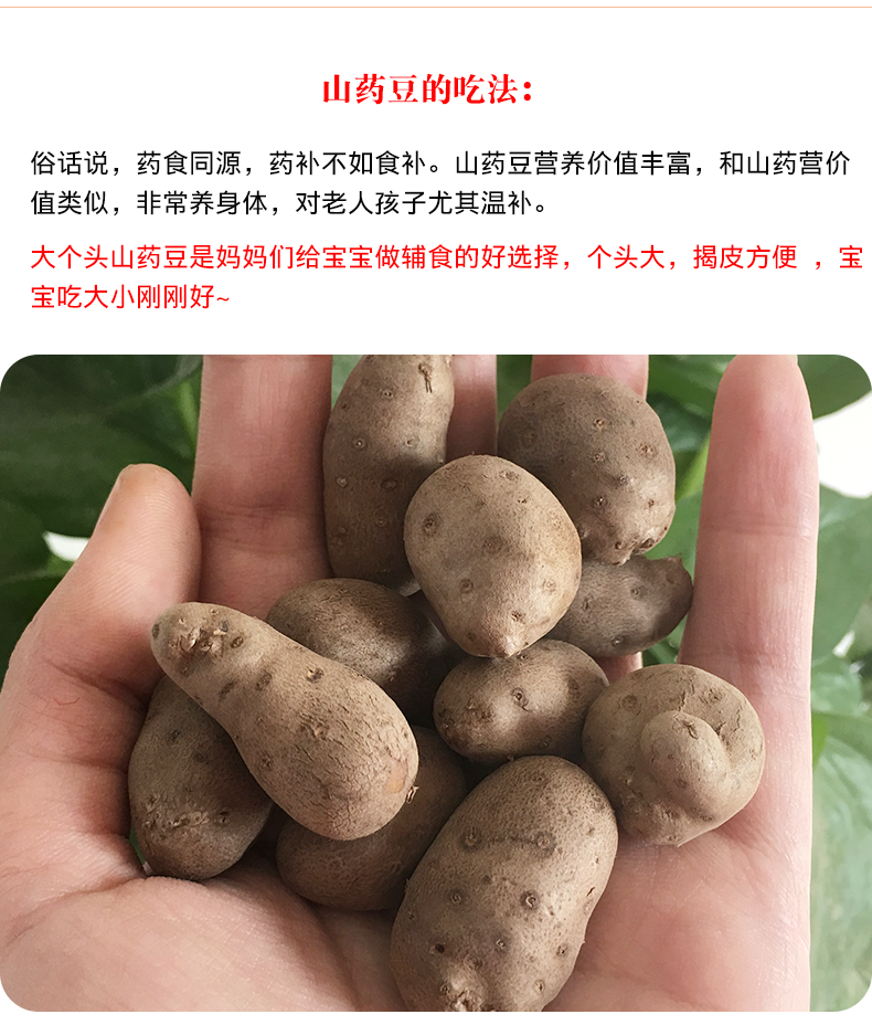 【菏泽馆】味先生新鲜特大号山药豆2斤装农家山药蛋包邮零余子饭店菜品宝宝辅食