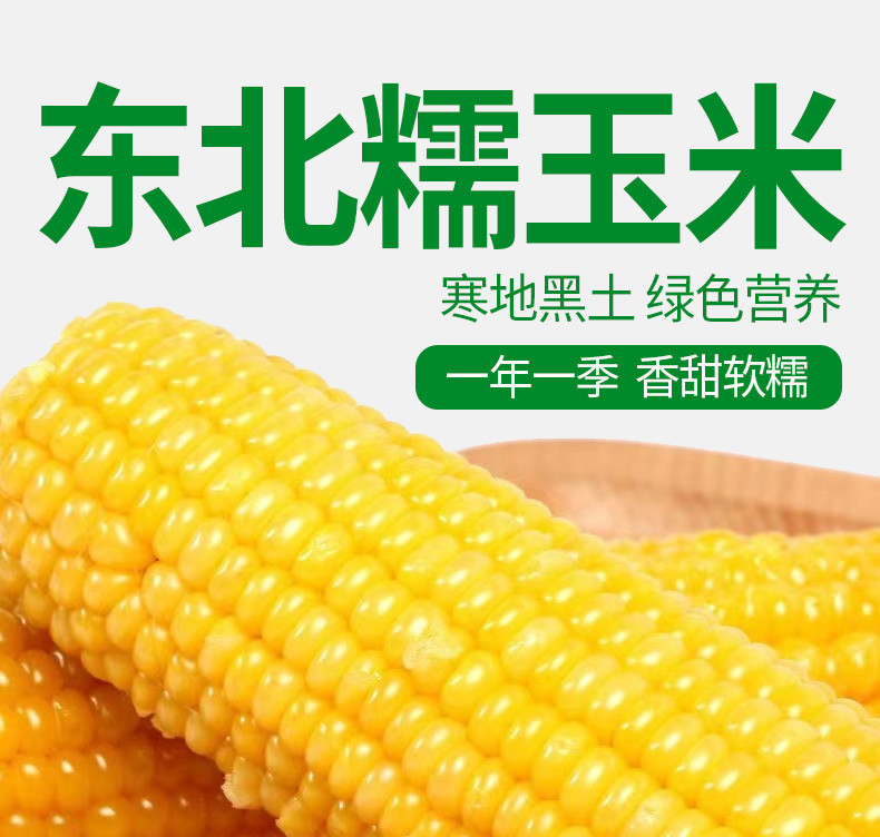 吉谷良时 【四平】白糯鲜食玉米200g10穗/箱