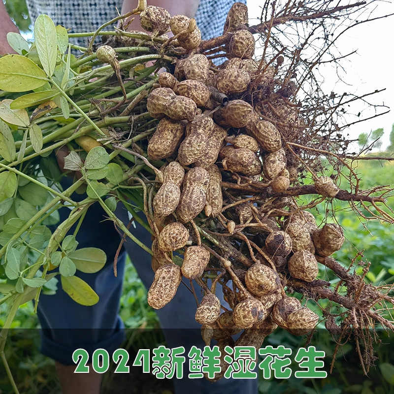 家味优选 鲜花生24年现挖粉红皮花生湿壳脆嫩农家自种新鲜花生现发带壳带