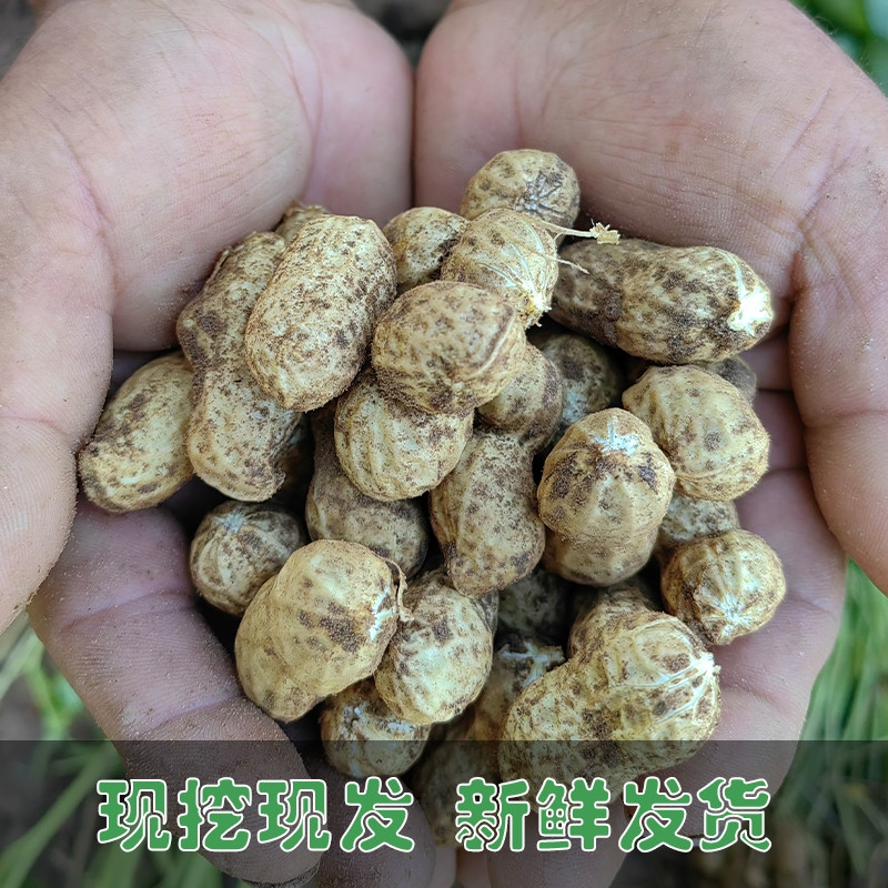 家味优选 鲜花生24年现挖粉红皮花生湿壳脆嫩农家自种新鲜花生现发带壳带