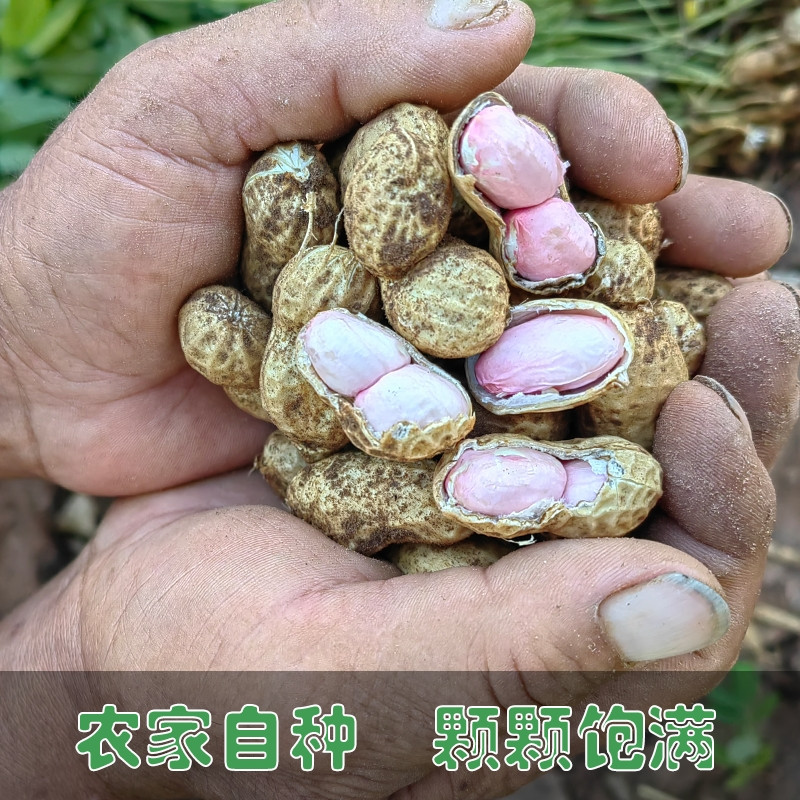 家味优选 鲜花生24年现挖粉红皮花生湿壳脆嫩农家自种新鲜花生现发带壳带