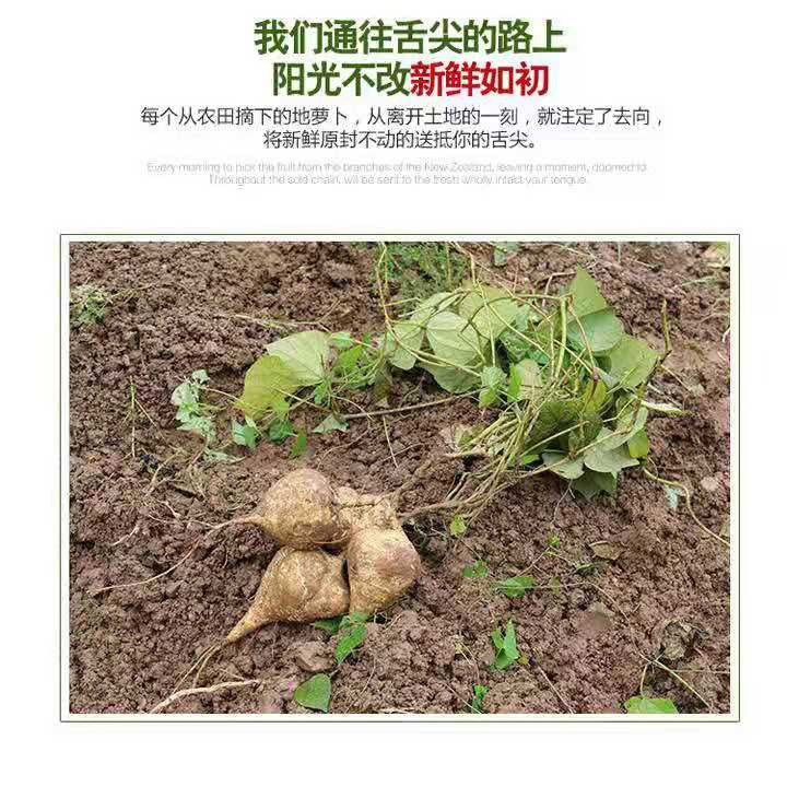 贵州铜仁江口黄牯山地萝卜5斤装带土发货,。注新：新鲜水果疆内蒙天津北京等地不发货